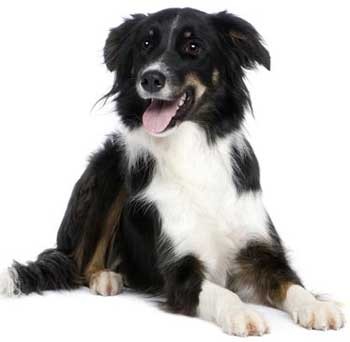 Healthy Collie