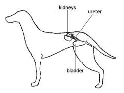 Dog urinary system