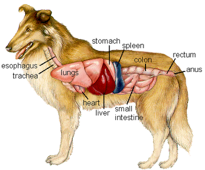 Dog health