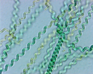 Spirulina microscopic algae
